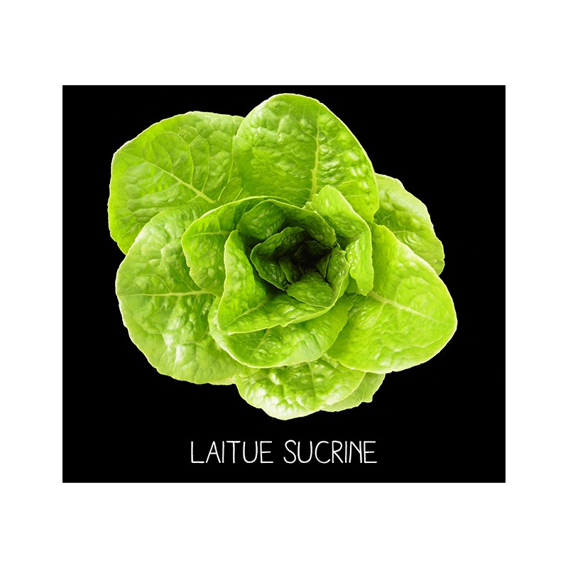Laitue sucrine