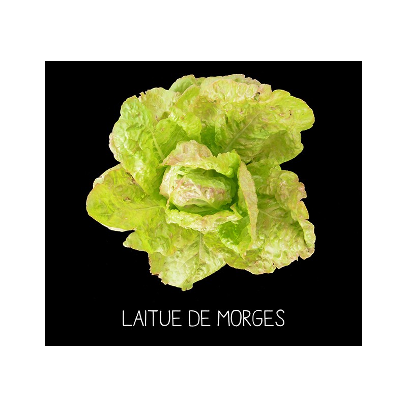 Laitue de Morges