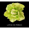 Laitue de Morges