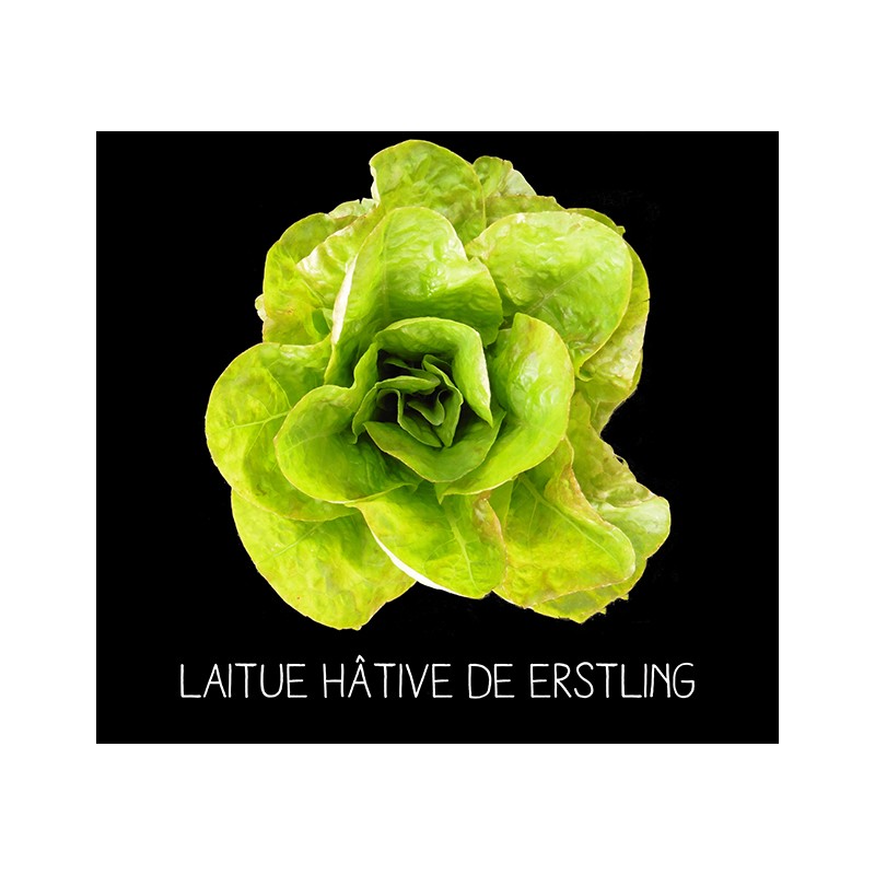 Laitue hâtive de Erstling