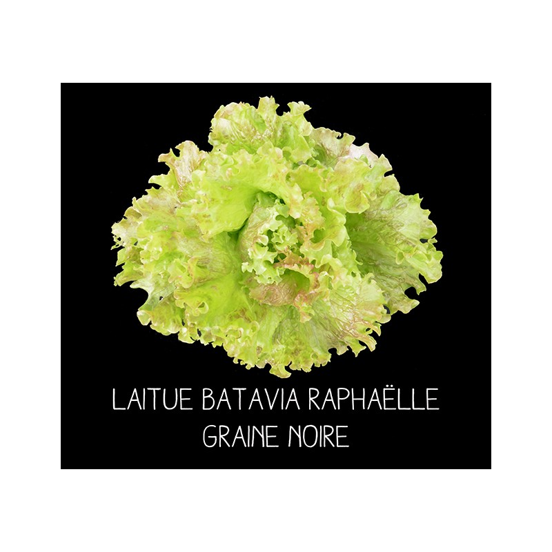 Laitue batavia Raphaëlle