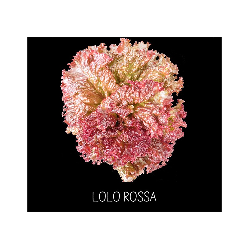 Laitue Lolo Rossa