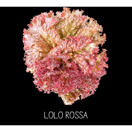 Laitue Lolo Rossa