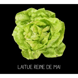 Laitue reine de mai