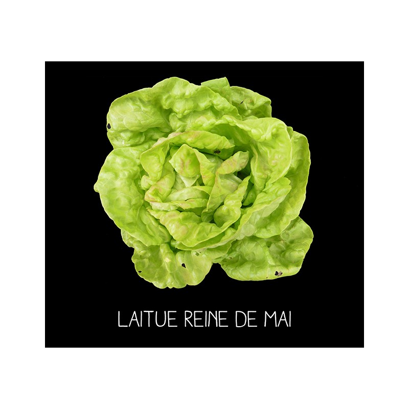 Laitue reine de mai