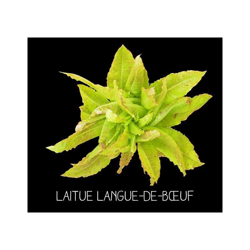 Laitue langue-de-bœuf