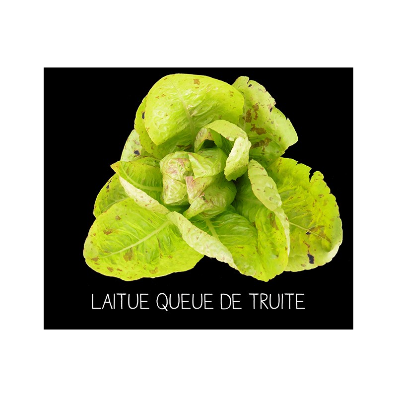 Laitue queue de truite