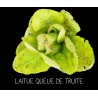 Laitue queue de truite