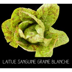 Laitue Mouchetée de Salasc ou Sanguine