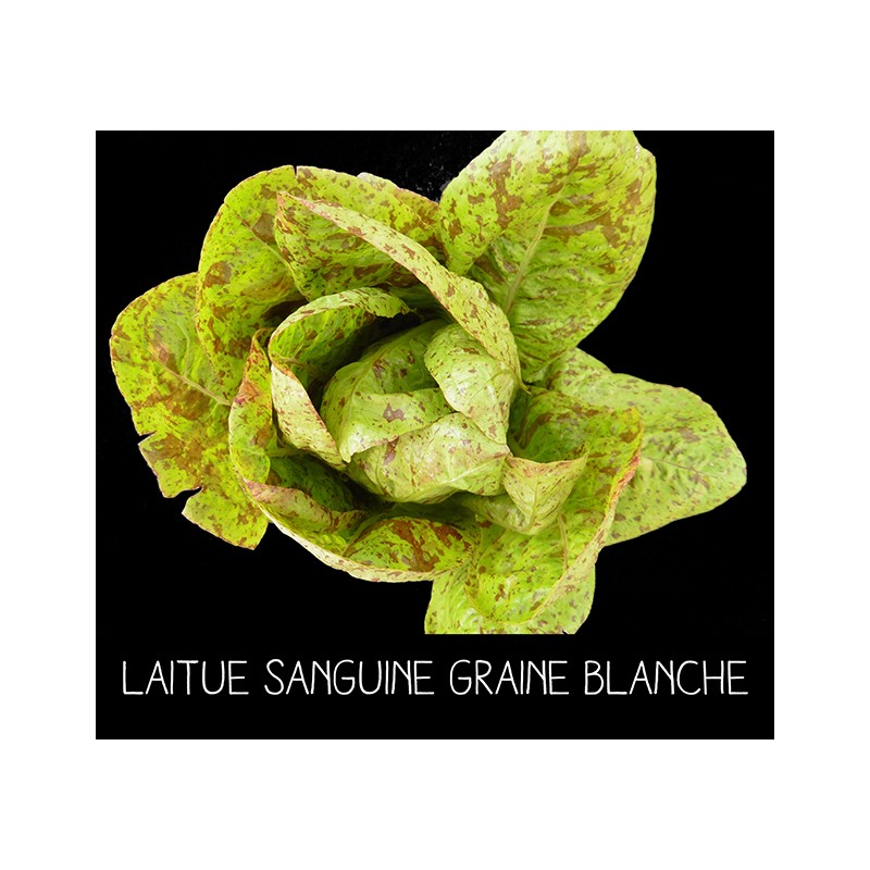 Laitue Mouchetée de Salasc ou Sanguine