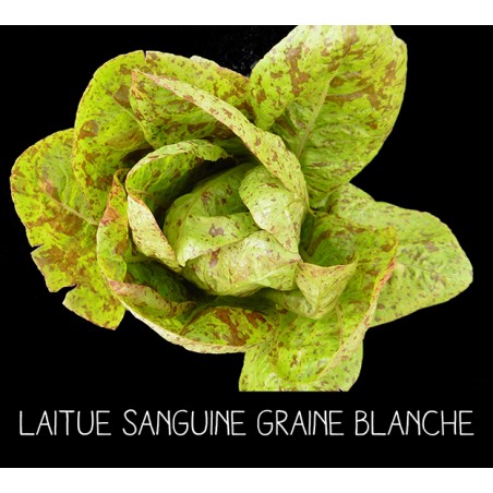 Laitue Mouchetée de Salasc ou Sanguine