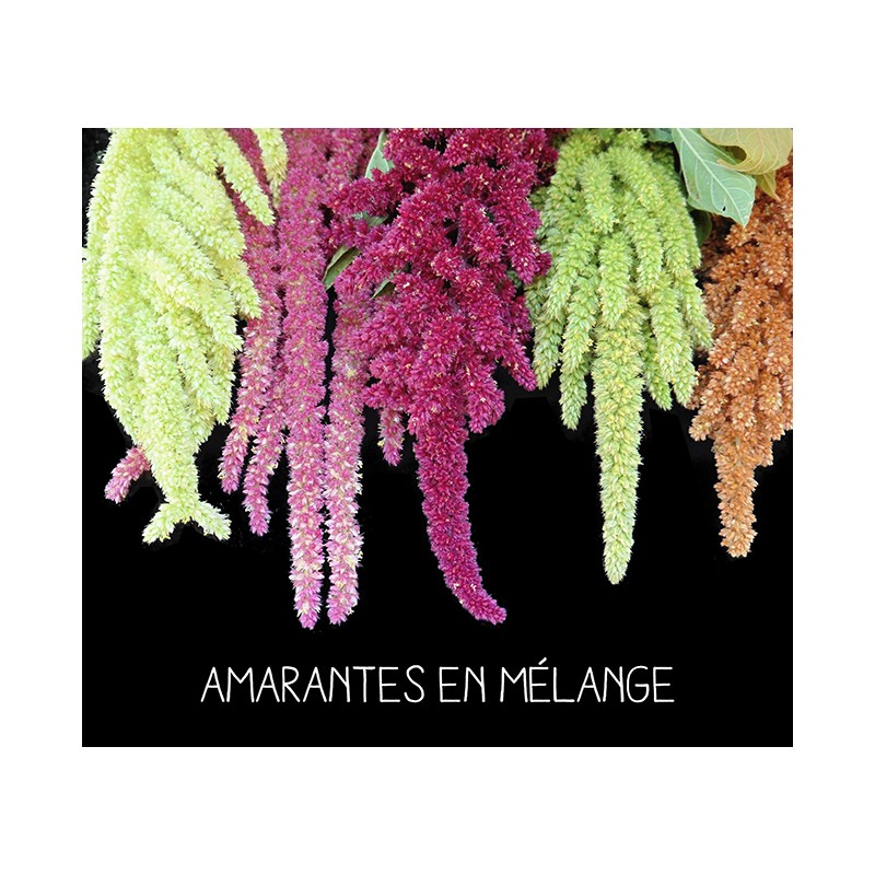 Amarantes en mélange