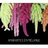 Amarantes en mélange
