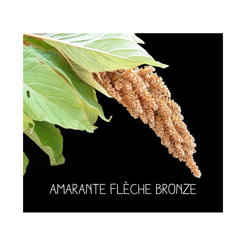 Amarante flèche bronze