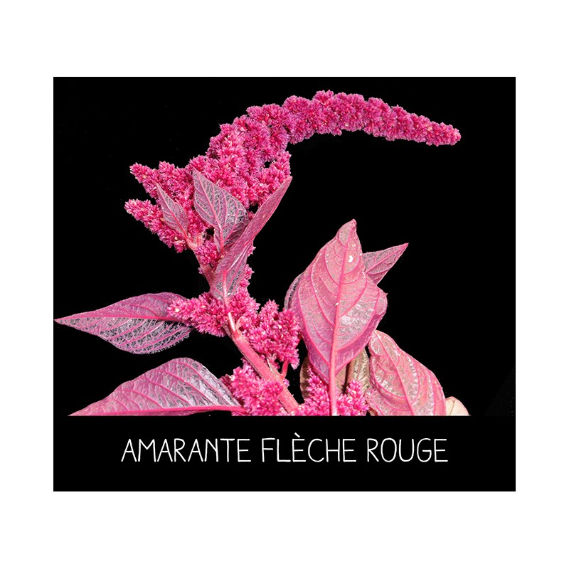 Amarante flèche rouge