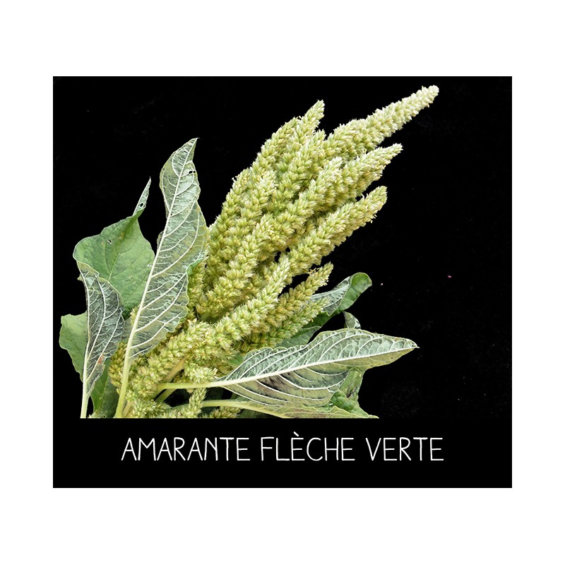 Amarante flèche verte