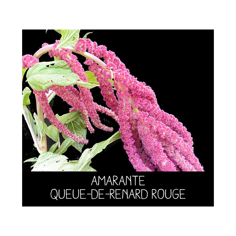 Amarante queue-de-renard rouge - AMARANTHUS CAUDATUS