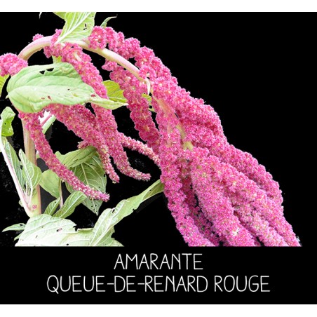 Amarante queue-de-renard rouge - AMARANTHUS CAUDATUS