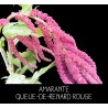 Amarante queue-de-renard rouge - AMARANTHUS CAUDATUS