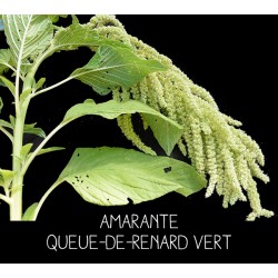 Amarante queue-de-renard verte - AMARANTHUS CAUDATUS