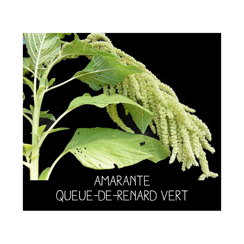 Amarante queue-de-renard verte - AMARANTHUS CAUDATUS