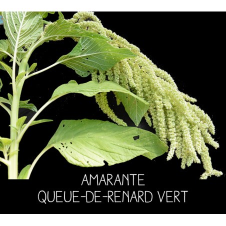 Amarante queue-de-renard verte - AMARANTHUS CAUDATUS