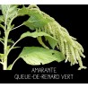 Amarante queue-de-renard verte - AMARANTHUS CAUDATUS