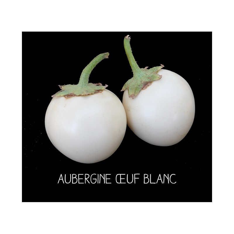 Aubergine œuf blanc