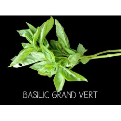 Basilic grand vert - OCCIMUM BASILICUM