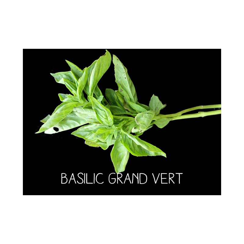 Basilic grand vert - OCCIMUM BASILICUM