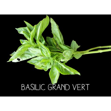 Basilic grand vert - OCCIMUM BASILICUM