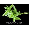 Basilic grand vert - OCCIMUM BASILICUM