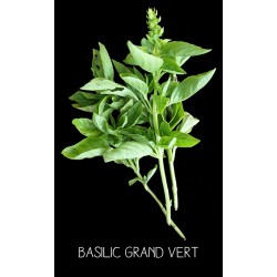 Basilic grand vert - OCCIMUM BASILICUM