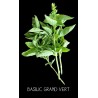 Basilic grand vert - OCCIMUM BASILICUM