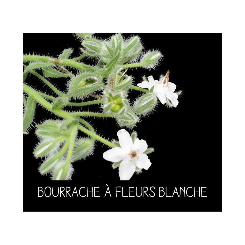 Bourrache à fleurs blanche