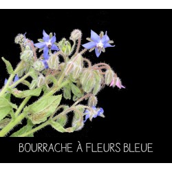 Bourrache à fleurs bleue - BORRAGO OFFICINALIS