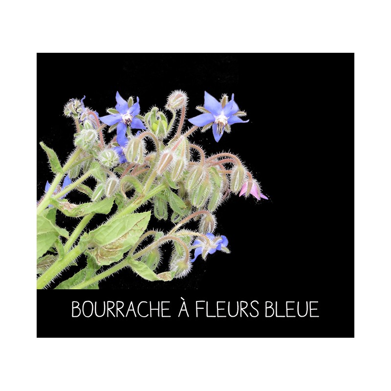 Bourrache à fleurs bleue - BORRAGO OFFICINALIS