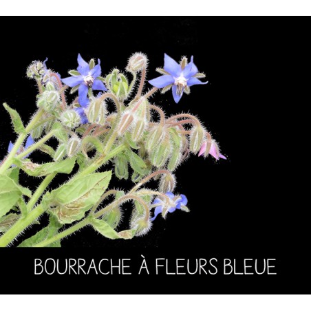 Bourrache à fleurs bleue - BORRAGO OFFICINALIS