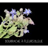 Bourrache à fleurs bleue - BORRAGO OFFICINALIS