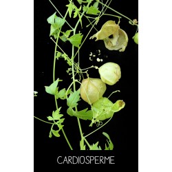 Cardiosperme - CARDIOSPERMUM SP