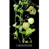 Cardiosperme - CARDIOSPERMUM SP