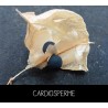 Cardiosperme - CARDIOSPERMUM SP