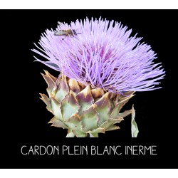 Cardon plein blanc inerme - CYNARA CARDONCULUS