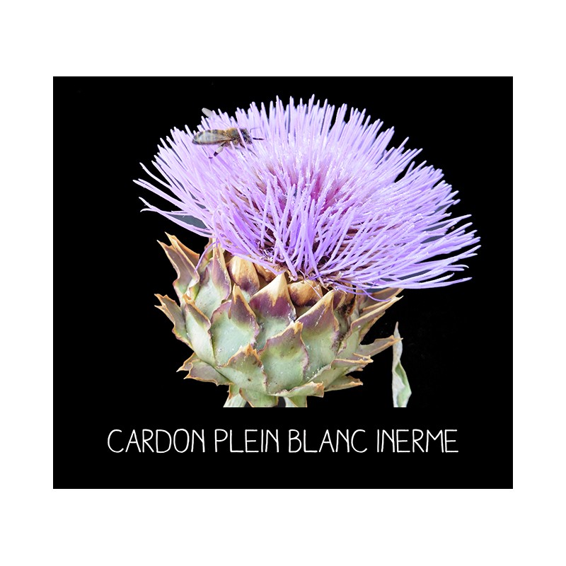 Cardon plein blanc inerme - CYNARA CARDONCULUS