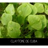 Claytone de Cuba - CL AYTONIA PERFOLIATA