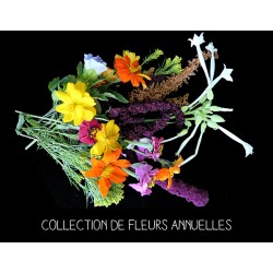 COLLECTION COMPOSITION DE FLEURS ANNUELLES