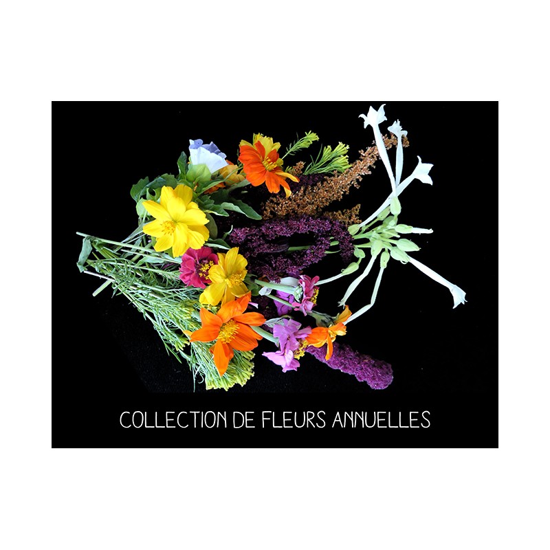 COLLECTION COMPOSITION DE FLEURS ANNUELLES