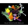 COLLECTION COMPOSITION DE FLEURS ANNUELLES