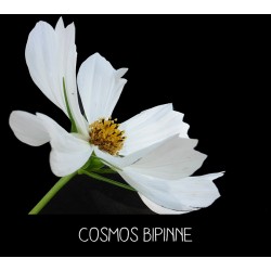 Cosmos Bipinne blanc- COSMOS BIPINNATUS