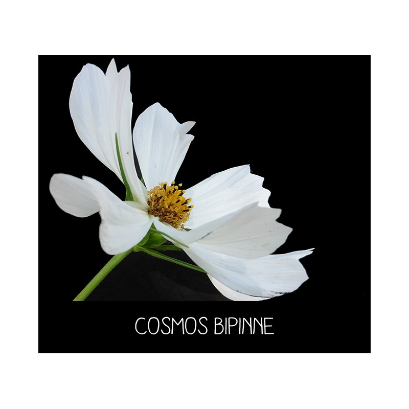 Cosmos Bipinne blanc- COSMOS BIPINNATUS